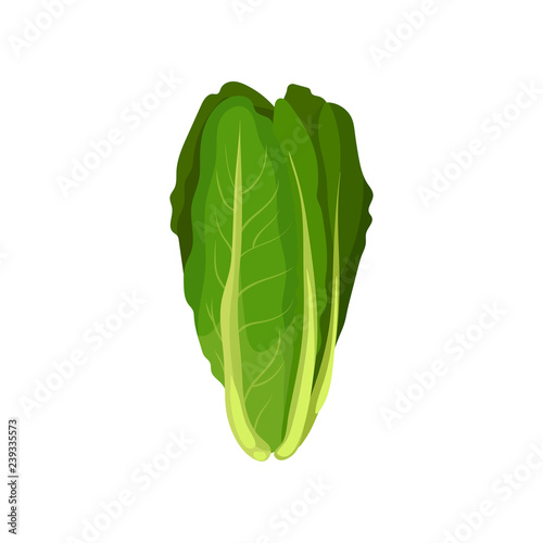 Romaine fresh salad leaves, healthy organic vegetarian food, vector Illustration on a white background