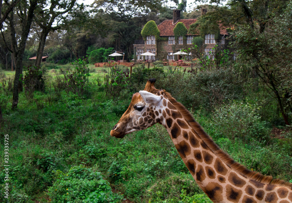 Obraz premium Giraffe