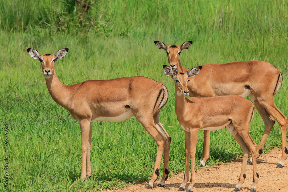 Wild Impalas in the Mikumi National Park, Tanzania Wild Impalas in the Mikumi National Park, Tanzania