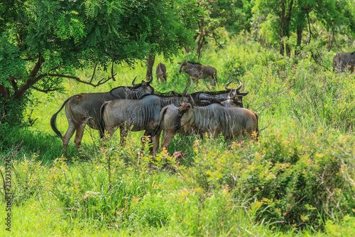 Wildebeests in the Mikumi National Park, Tanzania photo