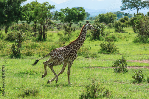 Long Neck Spotted Giraffes in the Mikumi National Park, Tanzania