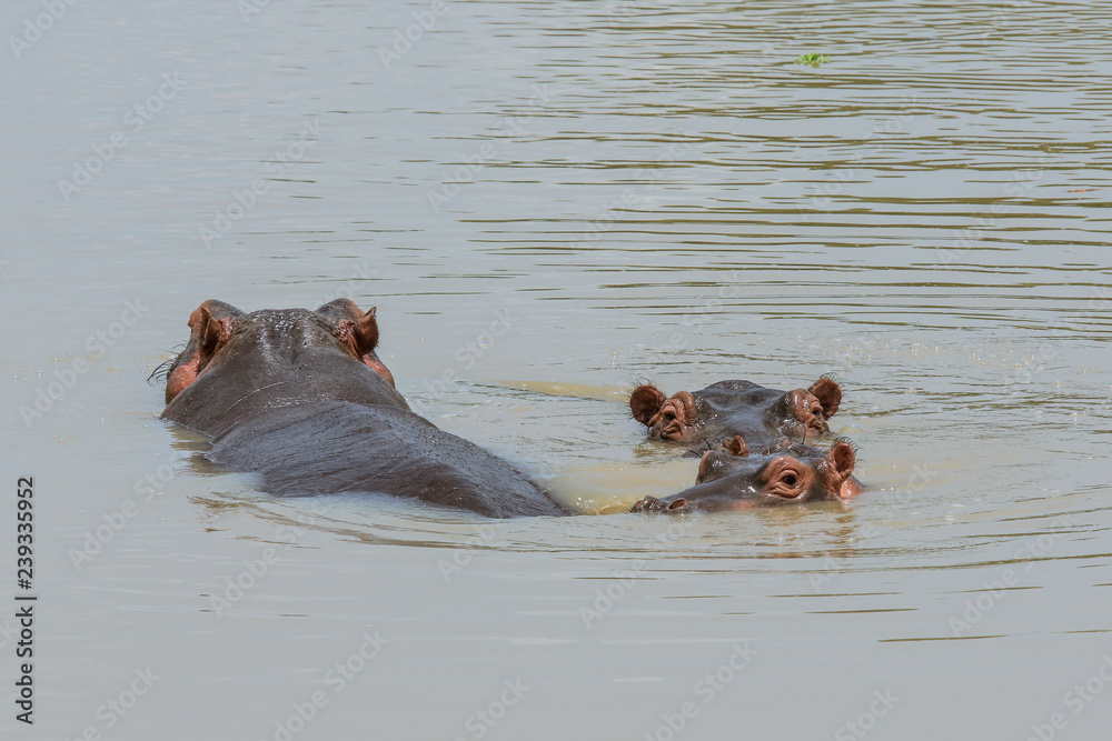 Wild Hippo in the Mikumi National Park, Tanzania Wild Hippo in the Mikumi National Park, Tanzania
