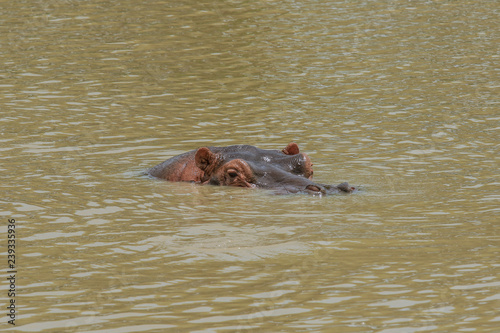Wild Hippo in the Mikumi National Park, Tanzania