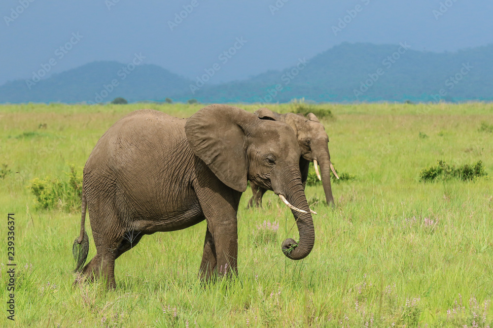 Fototapeta premium Elephants in the Mikumi National park, Tanzania
