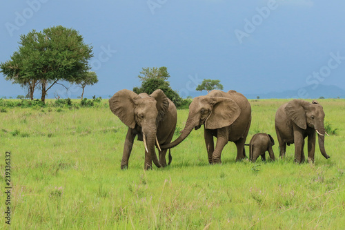 Elephants in the Mikumi National park, Tanzania photo