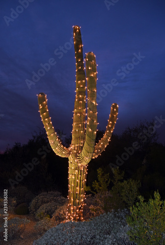 Saguaro cactus with christmas lights in Arizona