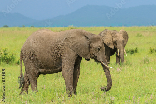 Elephants in the Mikumi National park  Tanzania