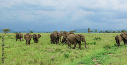 Elephants in the Mikumi National park  Tanzania