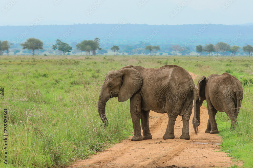 Elephants in the Mikumi National park, Tanzania