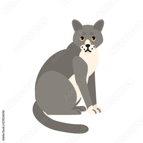 Cute pensive grey cat isolated on white background