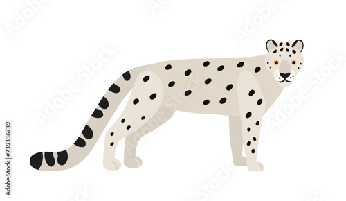 Snow leopard or ounce isolated on white background