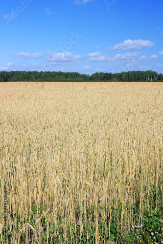 Field of ripe wheat ears