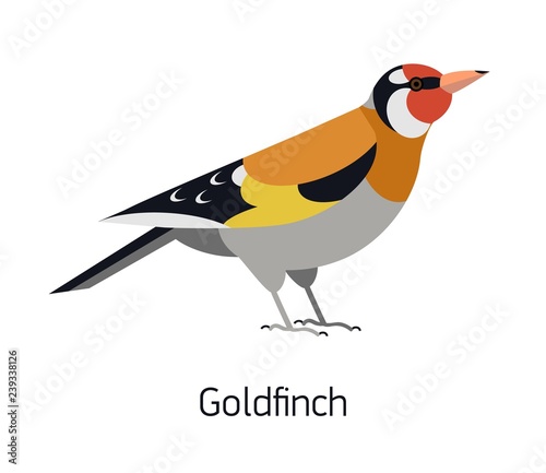 Goldfinch isolated on white background
