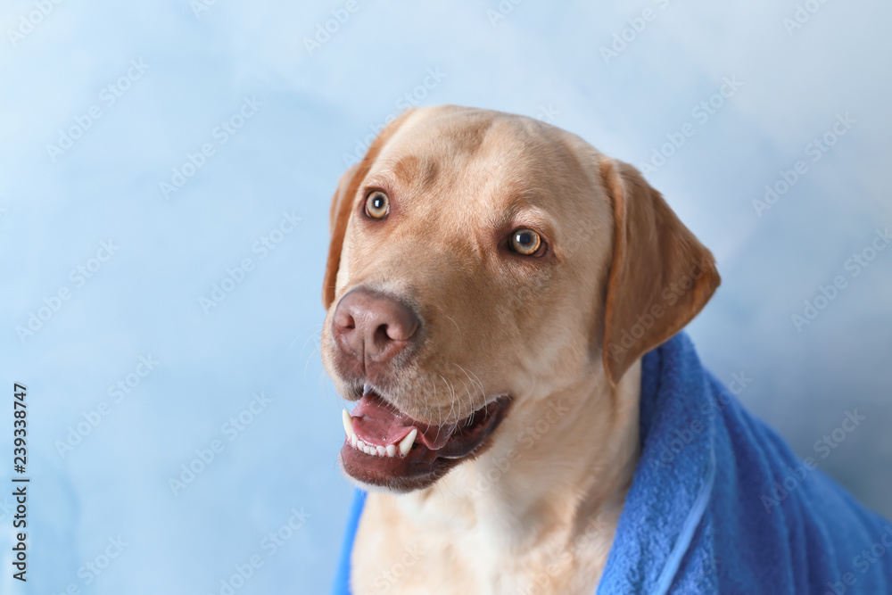 Cute dog with towel after washing on color background