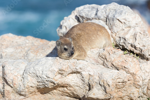 Rodent sunbathing