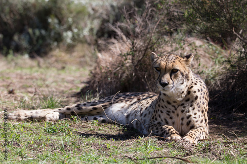 cheetah lies photo