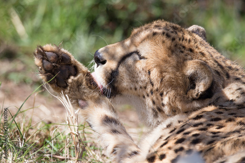 Photography Cheetah is licking its paw