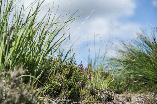 Grass closeup