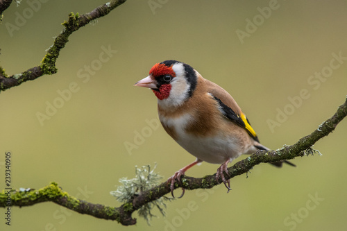 Goldfinch perched on a branch © mountaintreks