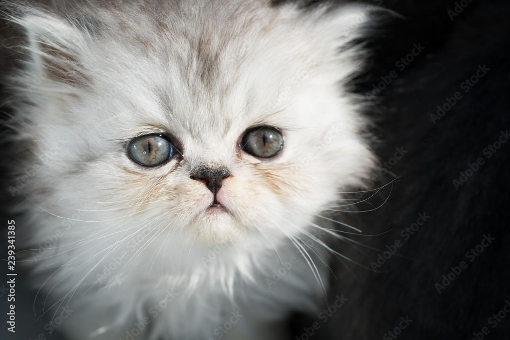 Weißes Kätzchen mit blauen Augen 