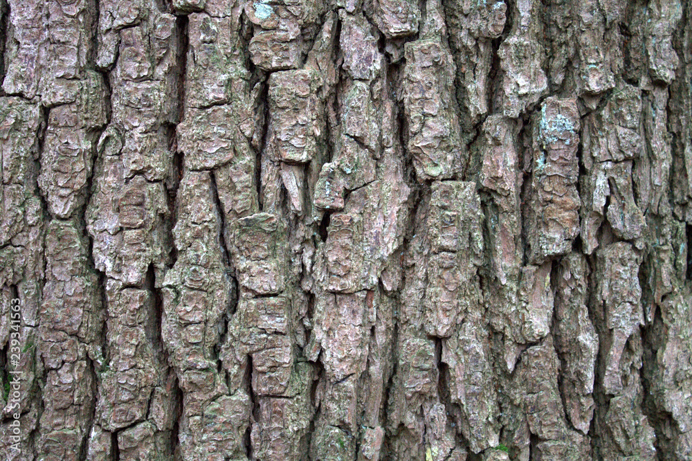 Rough natural texture. The bark of a tree is dark brown. Rough natural texture. The bark of a tree is dark brown.