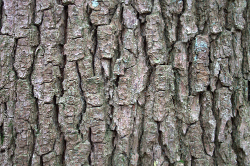 Rough natural texture. The bark of a tree is dark brown.