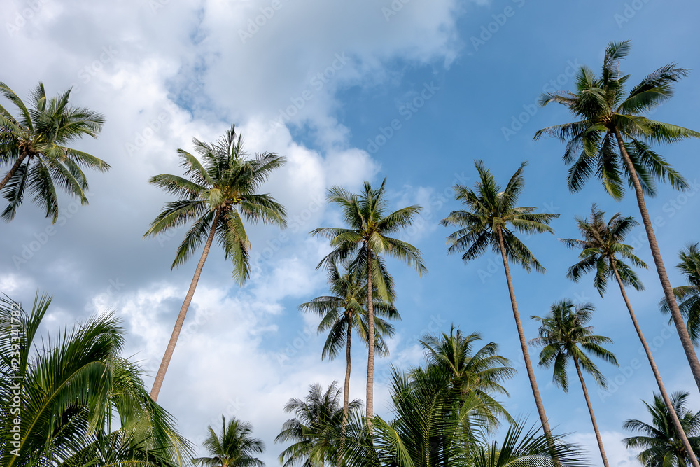 Coconut trees with the sky