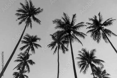 The Coconut Tree Black and White © JittawatP