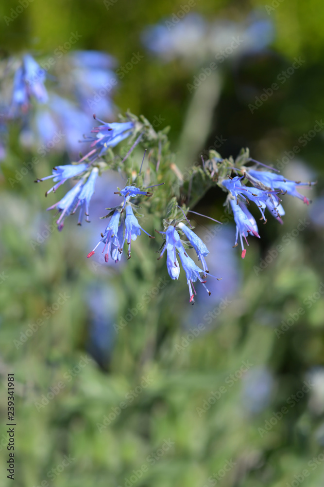 Fototapeta premium Balkan endemic blue flower