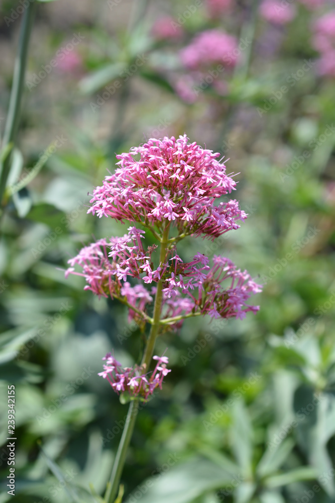 Red valerian Red valerian