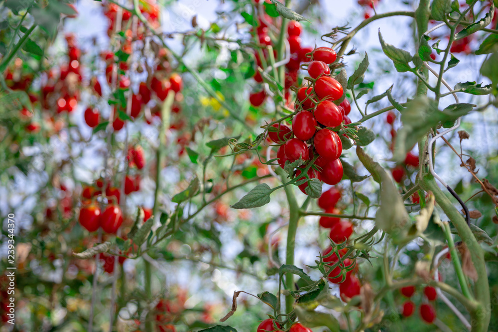 close up fresh tomato on tree in agriculture field close up fresh tomato on tree in agriculture field