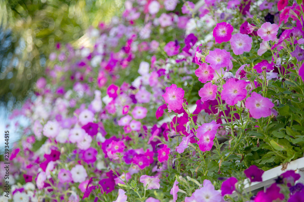 Naklejka premium colorful daisy flower vertical garden for background