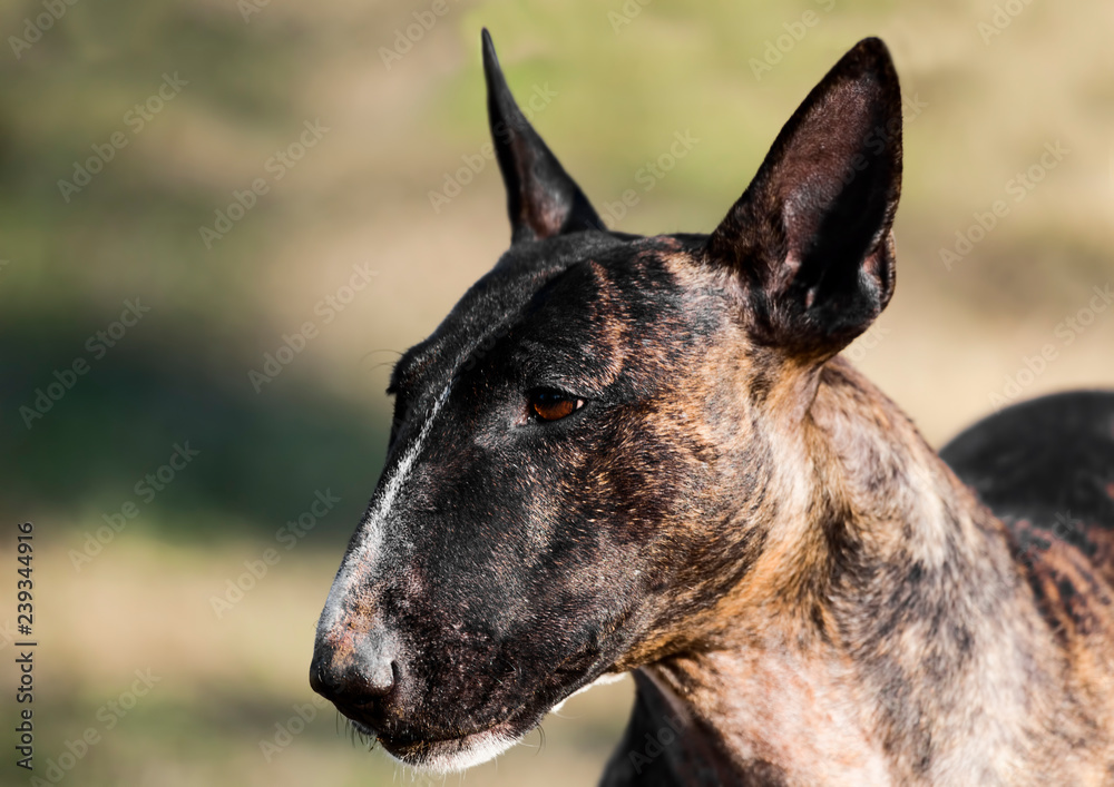 Bull terrier portrait