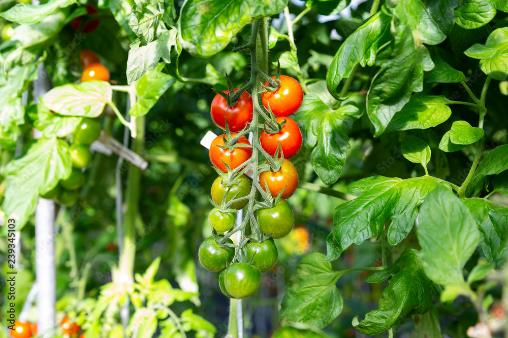 greenhouse for tomato