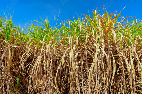 Sugarcane fields withered due to drought. 