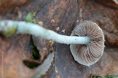 Blue roundhead fungus or Stropharia caerulea. October, Belarus