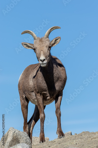 Desert Bighorn Sheep Ewe