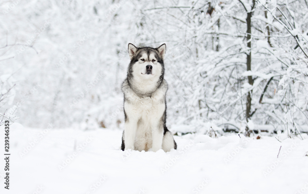 Naklejka premium Alaskan Malamute dog on a winter walk in the snow