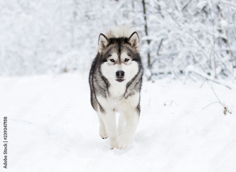 Alaskan Malamute dog on a winter Alaskan Malamute dog on a winter