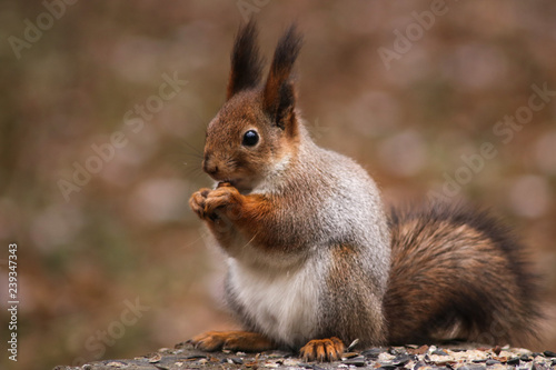 Wild red fluffy squirrel in the village of natural habitat eating nuts and stored for the winter