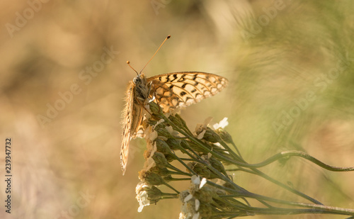 Fritillary photo