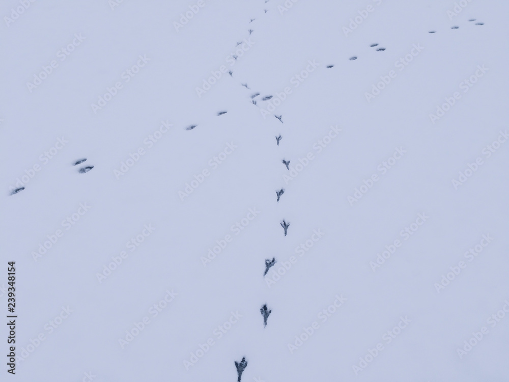 Obraz premium Footprints of a hare and a bird in the snow