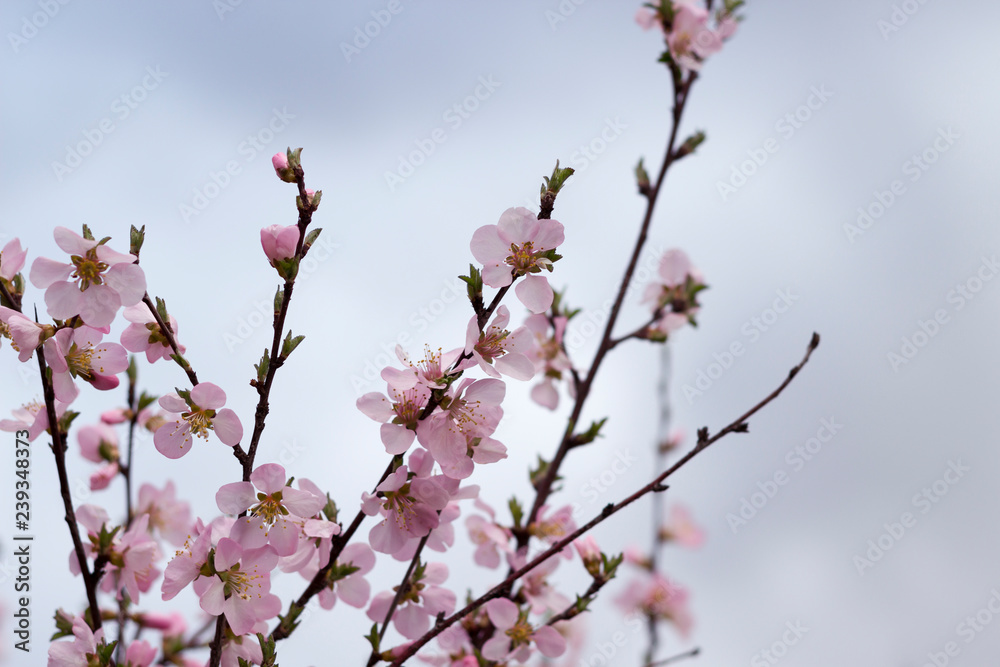 Cherry blossoms pink flowers, close-up. Invitation, card concept. Copy space Cherry blossoms pink flowers, close-up. Invitation, card concept. Copy space