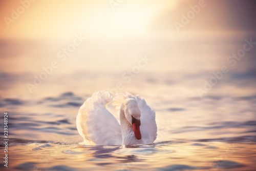 Fototapeta Naklejka Na Ścianę i Meble -  White swans in the sea,sunrise shot