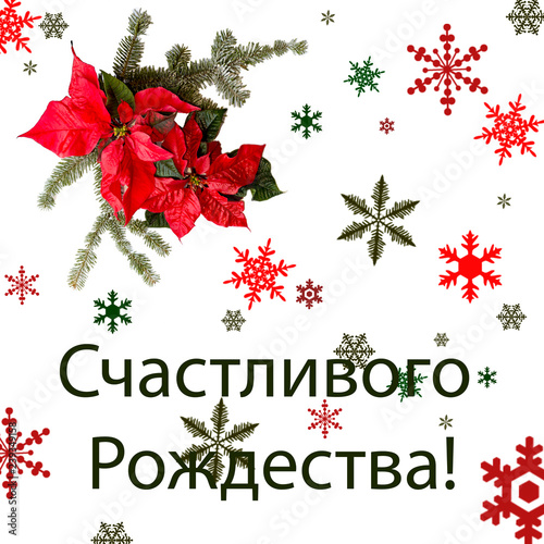 Poinsettia red flower with fir tree and snow on white background. Greetings Christmas card. Postcard. Christmastime. Red White and green."Schastlívogo Rozhdestvá!"