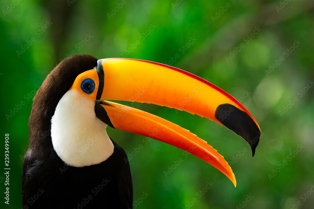 Fototapeta premium Portrait of Toucan Toco With Open Beak