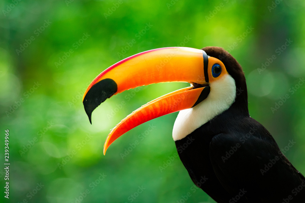 Portrait of Toucan Toco With Open Beak Portrait of Toucan Toco With Open Beak