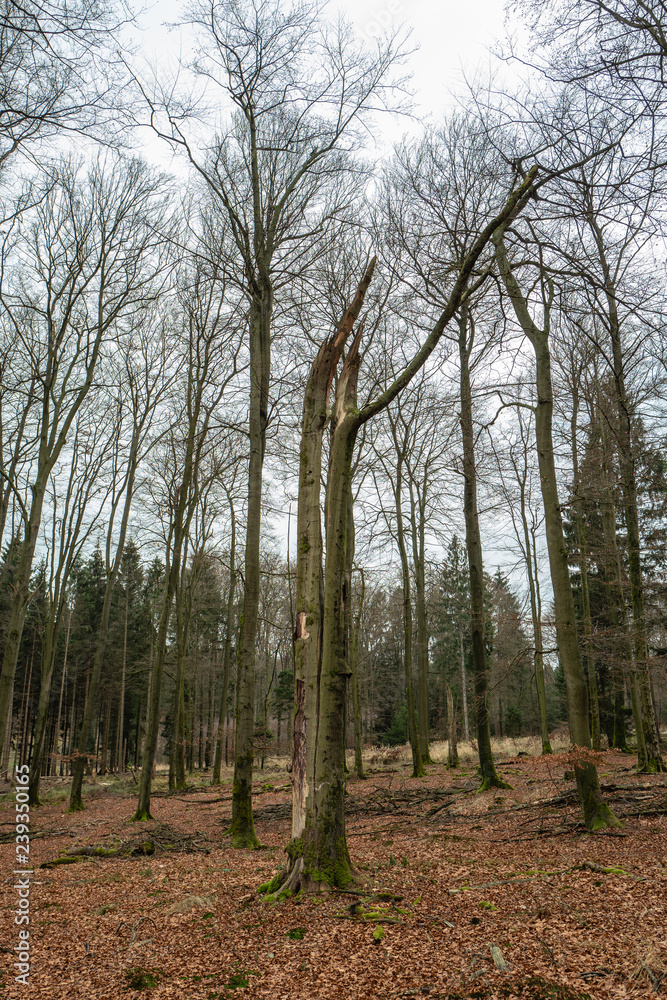 beech, split in halfes by a storm beech, split in halfes by a storm