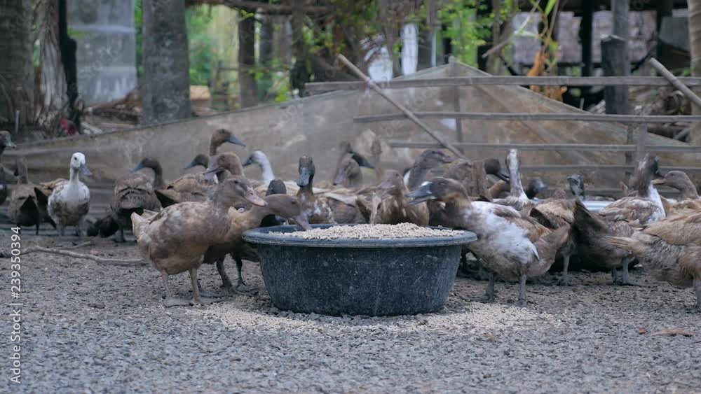 Raft of ducks inside a farm feeding on grains from basins ( close up)