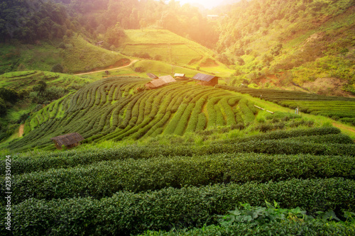 Landscape green tea plantation on Doi Ang Khang Chiang Mai Thailand. © EmmaStock